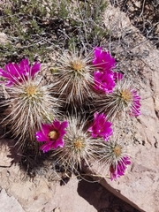 Echinocereus engelmannii