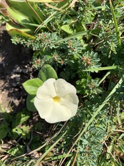 Thunbergia atriplicifolia