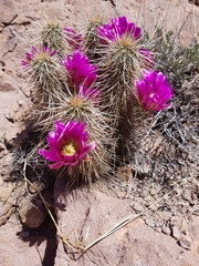 Echinocereus engelmannii