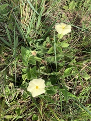 Thunbergia atriplicifolia