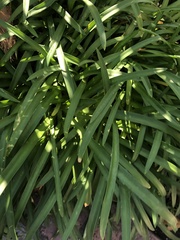 Agapanthus praecox