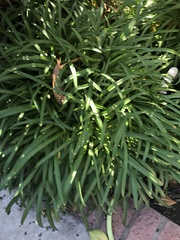 Agapanthus praecox