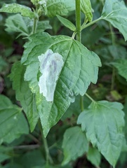 Calycomyza eupatorivora