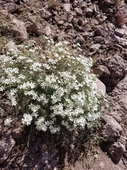 Phlox tenuifolia