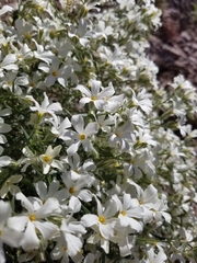 Phlox tenuifolia
