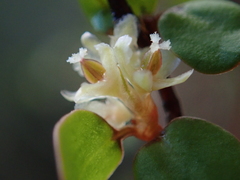 Muehlenbeckia complexa complexa