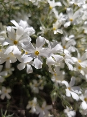 Phlox tenuifolia