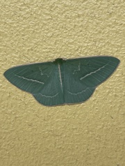 Chlorocoma stereota