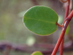 Muehlenbeckia complexa complexa