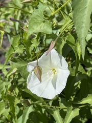 Calystegia macrostegia amplissima