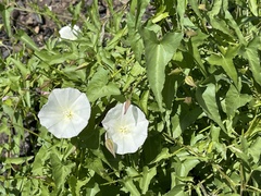 Calystegia macrostegia amplissima