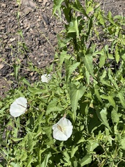 Calystegia macrostegia amplissima