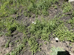 Calystegia macrostegia amplissima