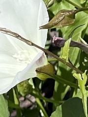 Calystegia macrostegia amplissima