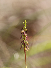 Genoplesium despectans