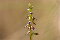 Genoplesium despectans
