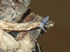 Entomobryidae