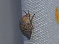 Hyperoncus cyaneosparsus