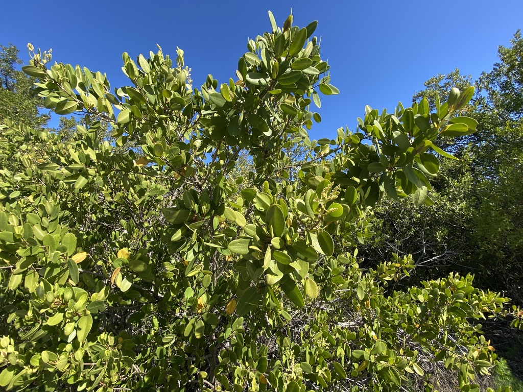 White mangrove