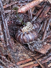 Thrinaphe hargeri