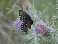 Papilio troilus image