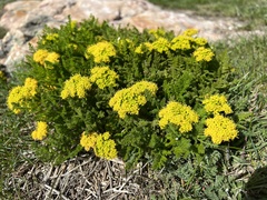 Lomatium grayi
