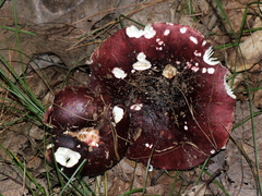Russula vinacea