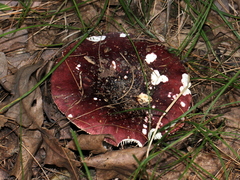 Russula vinacea