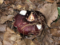 Russula vinacea