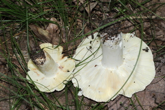 Russula vinacea