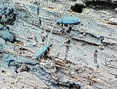 Uleiota truncata