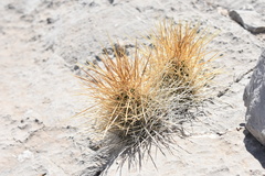 Echinocereus occidentalis