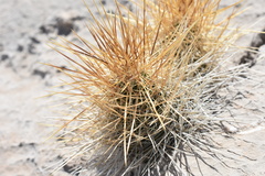 Echinocereus occidentalis