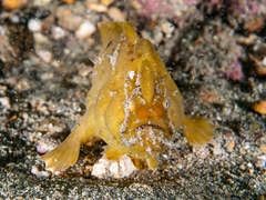 Phyllophryne scortea