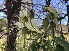 Capparis canescens