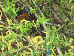 Alcedo atthis