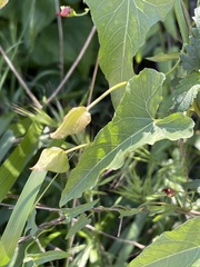 Calystegia macrostegia amplissima