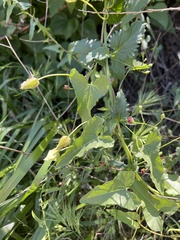 Calystegia macrostegia amplissima