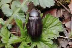 Holotrichia parallela