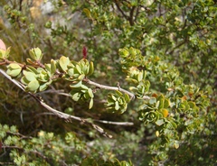Cliffortia obovata