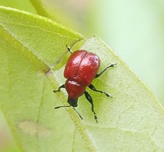 Homoeolabus analis