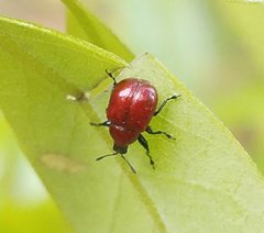 Homoeolabus analis