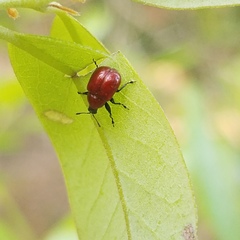 Homoeolabus analis