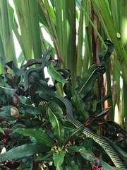 Chrysopelea