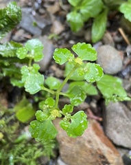 Chrysosplenium glechomifolium