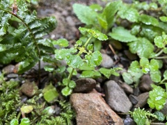Chrysosplenium glechomifolium
