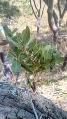 Agarista buxifolia