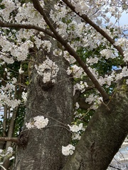 Prunus × yedoensis