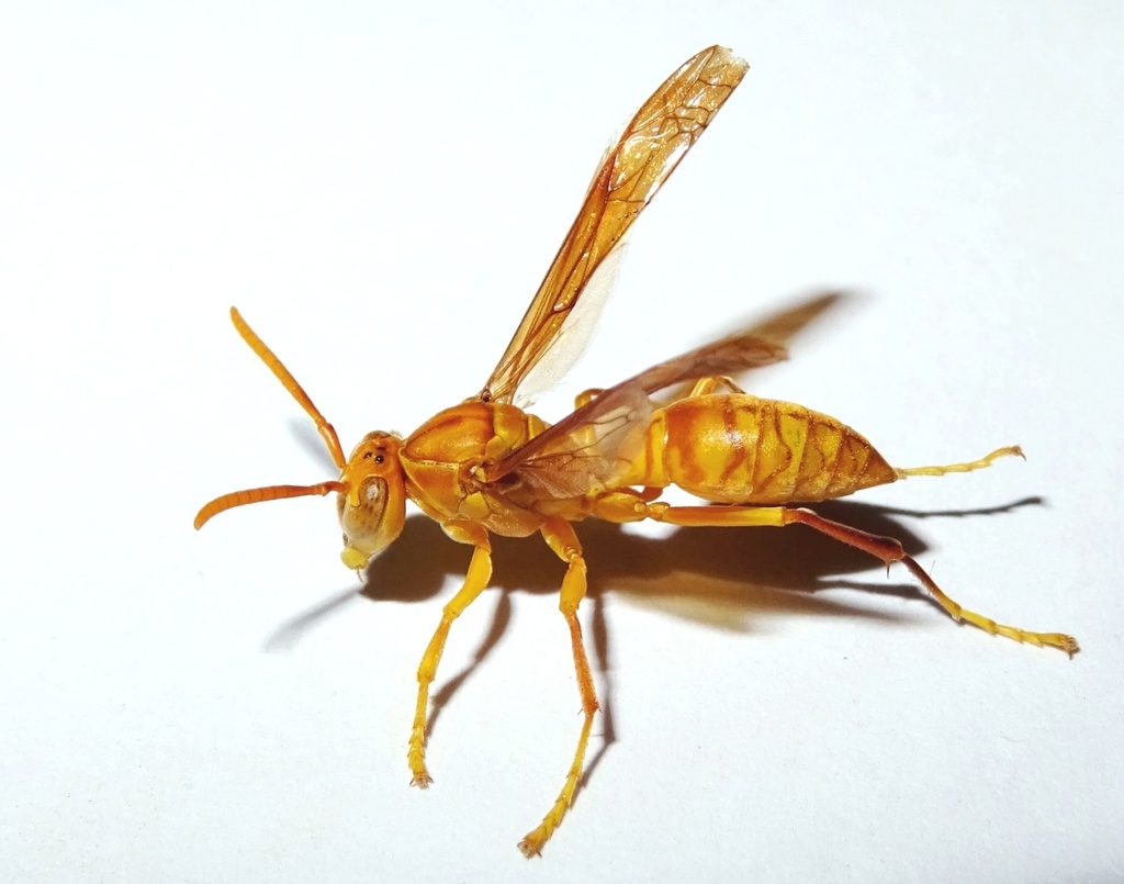 Arabian paper wasp