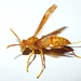 Arabian Paper Wasp - Photo (c) Nasser Halaweh, some rights reserved (CC BY), uploaded by Nasser Halaweh